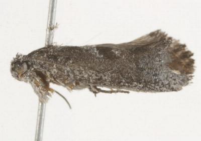Lichenaula ignota