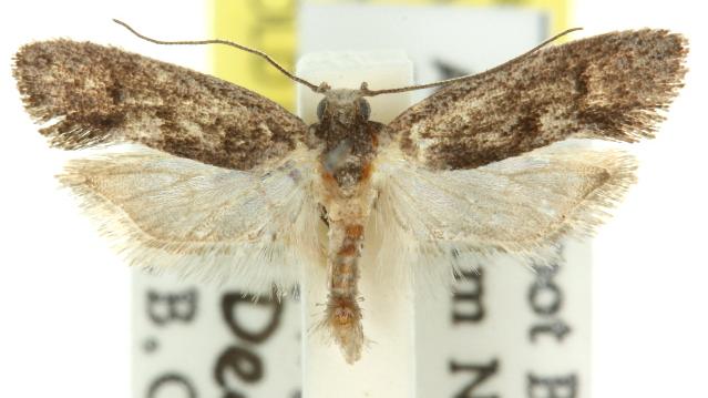 Lichenaula ignota