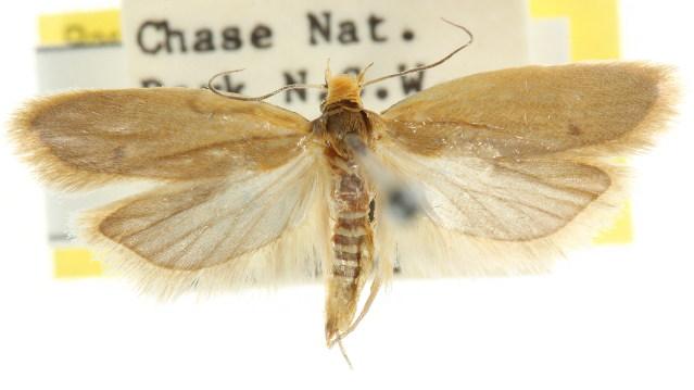 Chalarotona intabescens