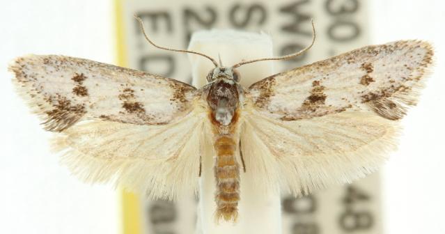 Leptobelistis isthmodes