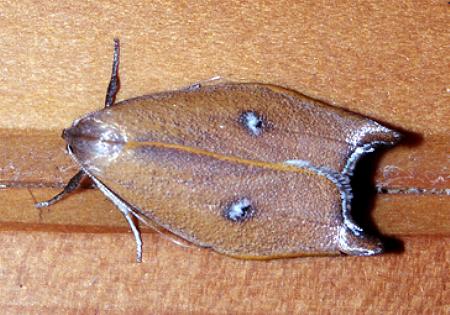 Eschatura lemurias