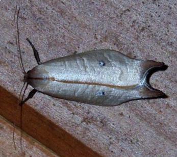 Eschatura lemurias