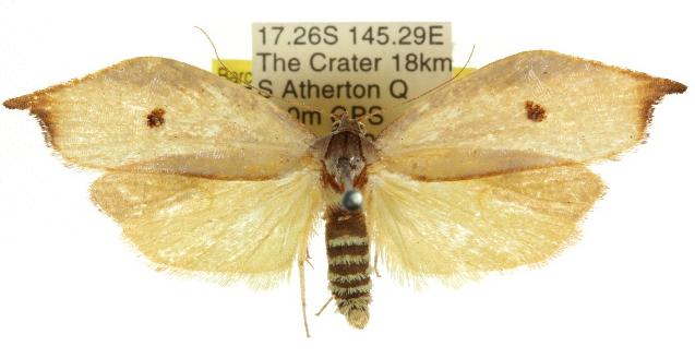 Eschatura lemurias