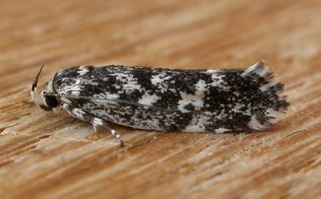 Lichenaula lichenea