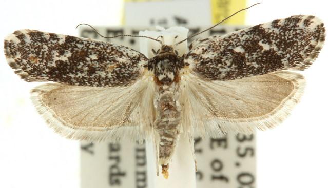 Lichenaula lichenea