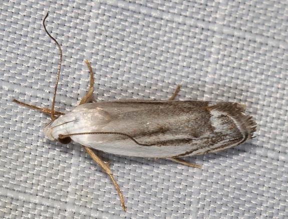 Plectophila micradelpha