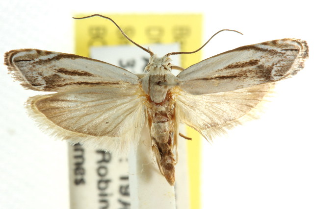 Plectophila micradelpha