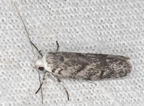 Lichenaula onychotypa