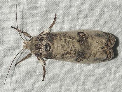 Cryptophasa platypedimela