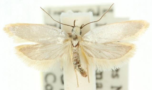 Scieropepla polyxesta