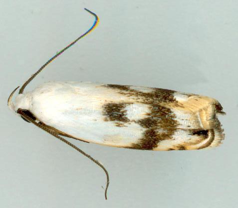 Plectophila pyrgodes
