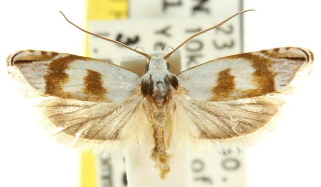 Plectophila pyrgodes