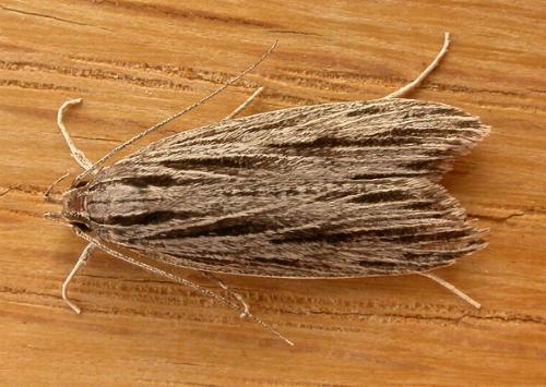 Leistarcha scitissimella
