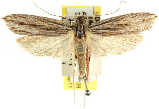 Leistarcha scitissimella