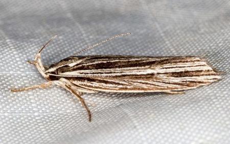 Leistarcha tenuistria