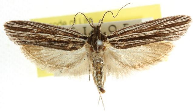 Leistarcha tenuistria