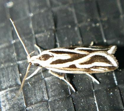 Scieropepla trinervis