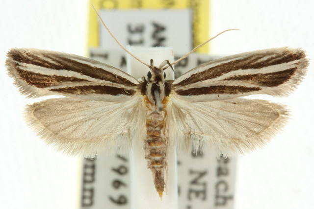 Scieropepla trinervis
