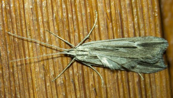 Hyponomeuta viduata