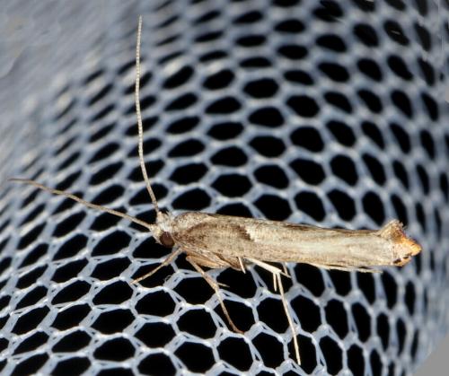 Xyrosaris acroxutha