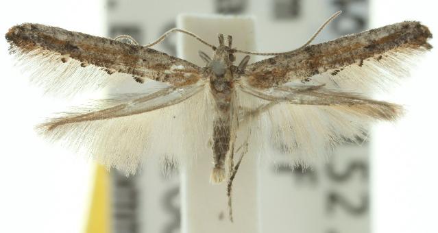 Zelleria cynetica