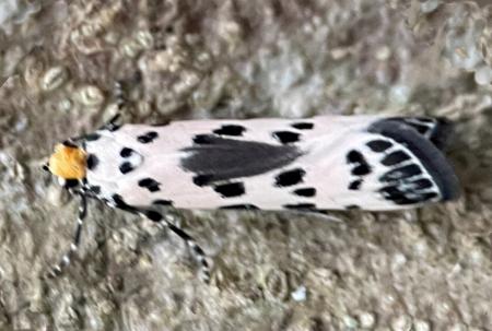 Thyridectis psephonoma