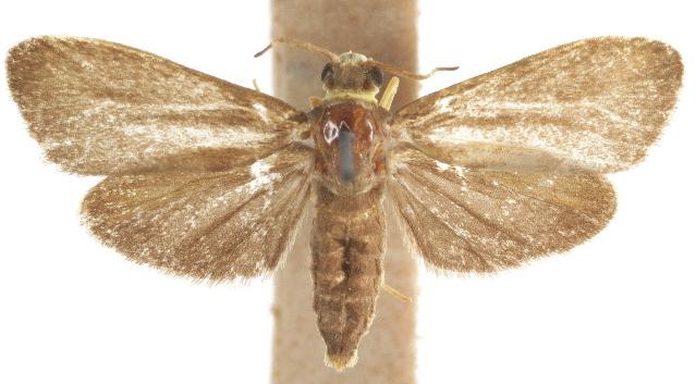 Palmartona catoxantha