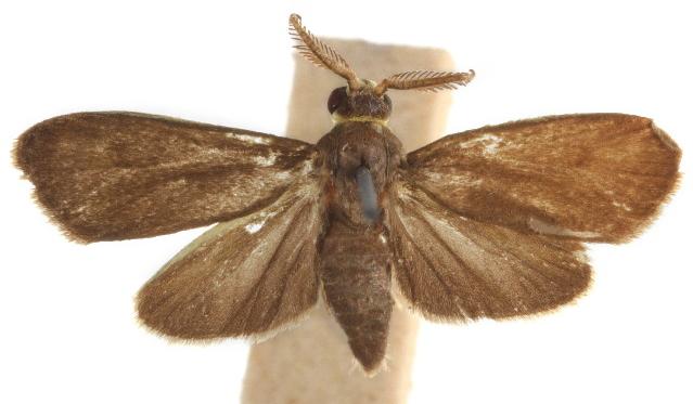 Palmartona catoxantha