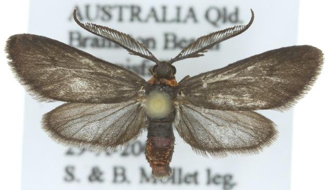 Pollanisus commoni