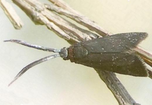 Pollanisus cyanota