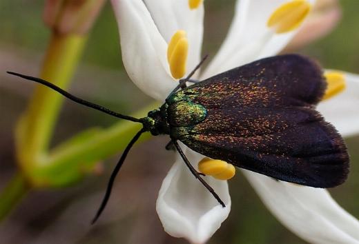 Pollanisus empyrea