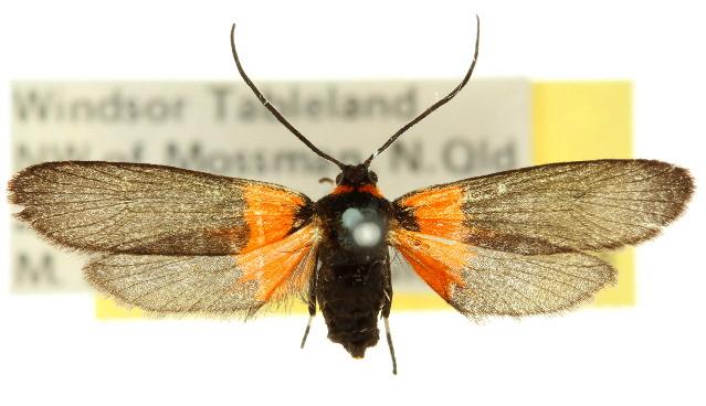 Aictis erythrozona
