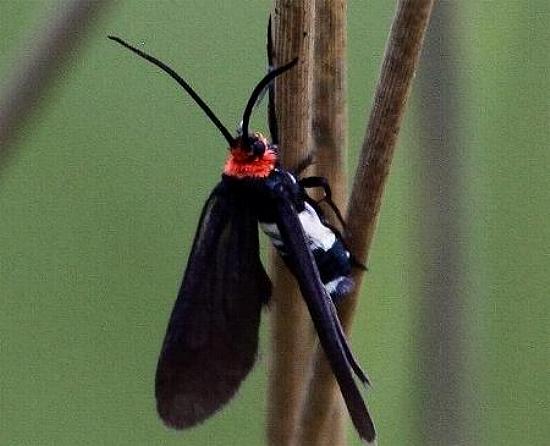 Hestiochora furcata