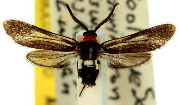 Hestiochora furcata