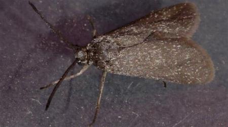 Myrtartona rufiventris