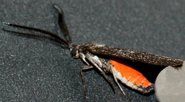 Myrtartona rufiventris