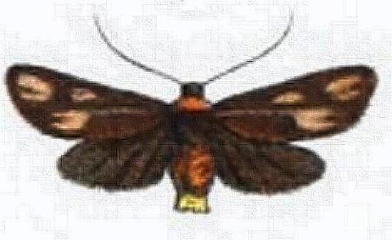 Pollanisus trimacula