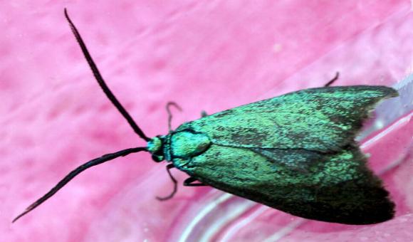 Pollanisus viridipulverulenta