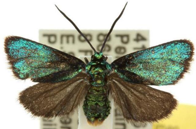 Pollanisus viridipulverulenta