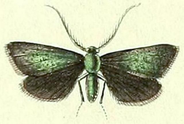 Pollanisus viridipulverulenta