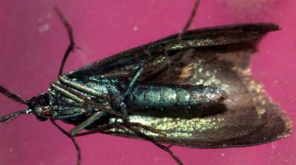 Pollanisus viridipulverulenta