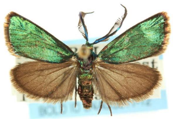 Pollanisus viridipulverulenta